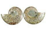 Cut & Polished Crystal-Filled Ammonite Fossil - Madagascar #354115-1
